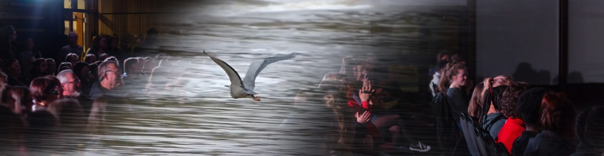 two images blended: a silver gull flies over water with a theatre audience behind